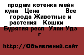 продам котенка мейн-куна › Цена ­ 35 000 - Все города Животные и растения » Кошки   . Бурятия респ.,Улан-Удэ г.